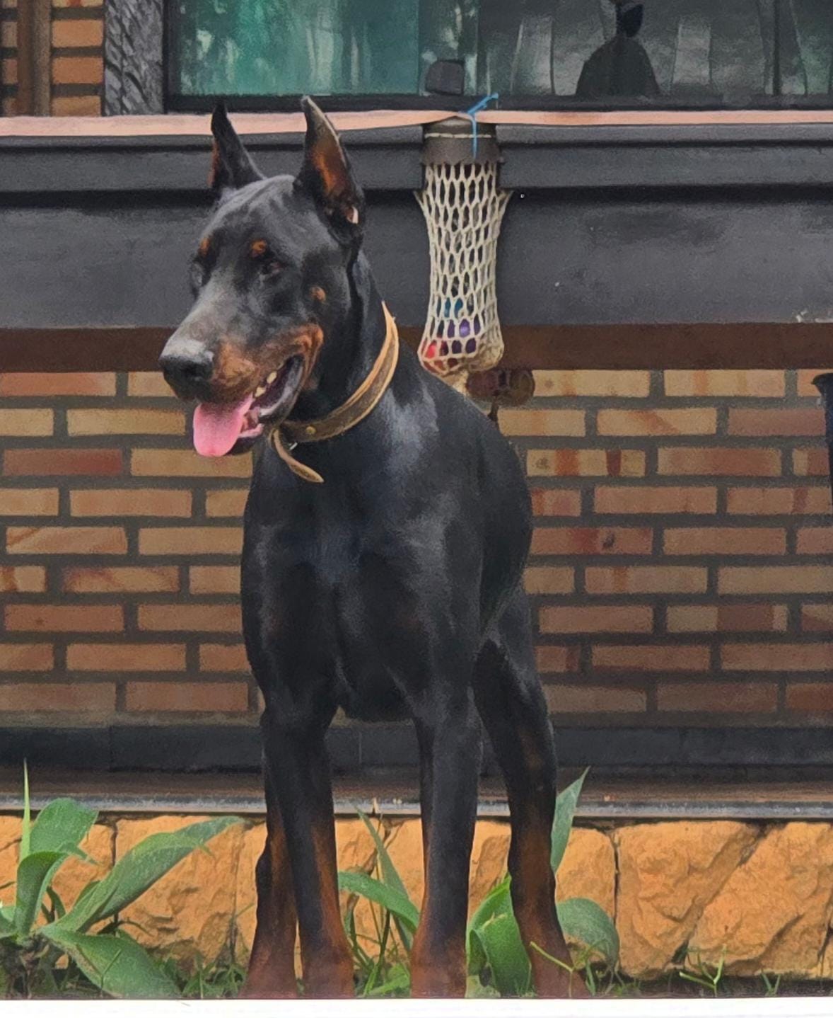 Portal Vendocão Filhotes doberman  Belo horizonte 