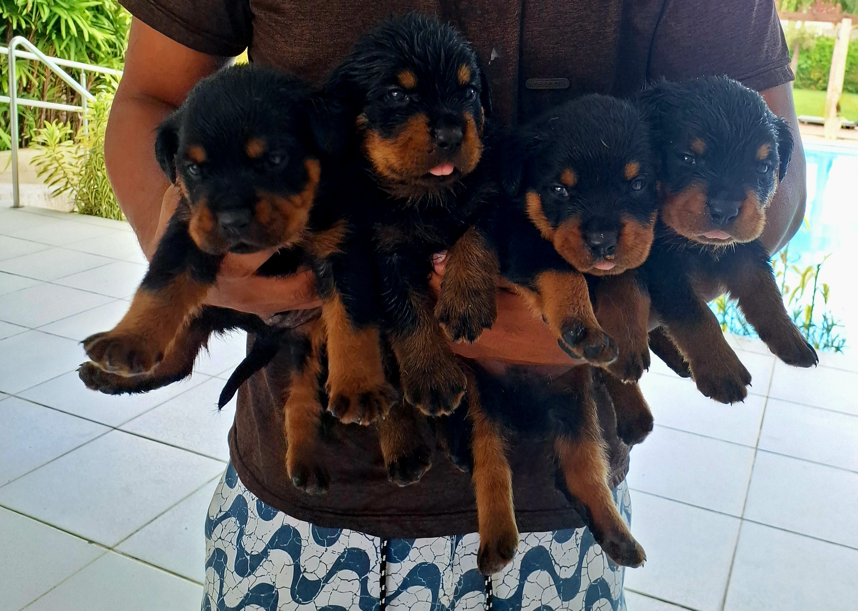 Portal Vendocão Filhotes de rottweiler com pedigree Maceió 