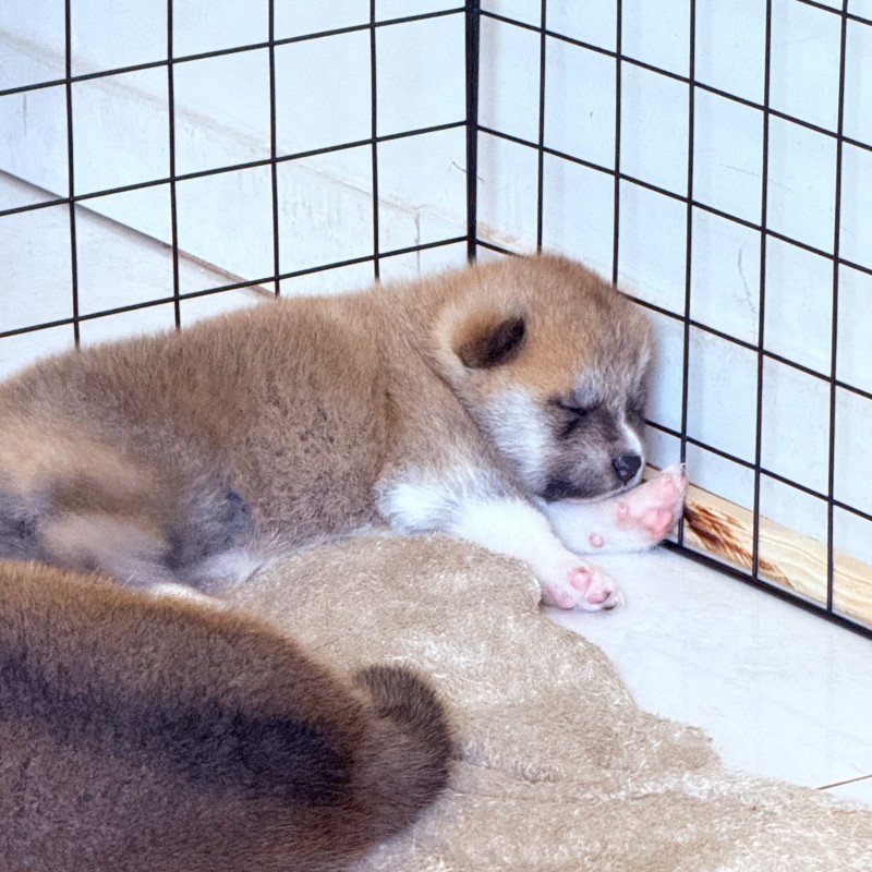 Filhotes de Akita inu