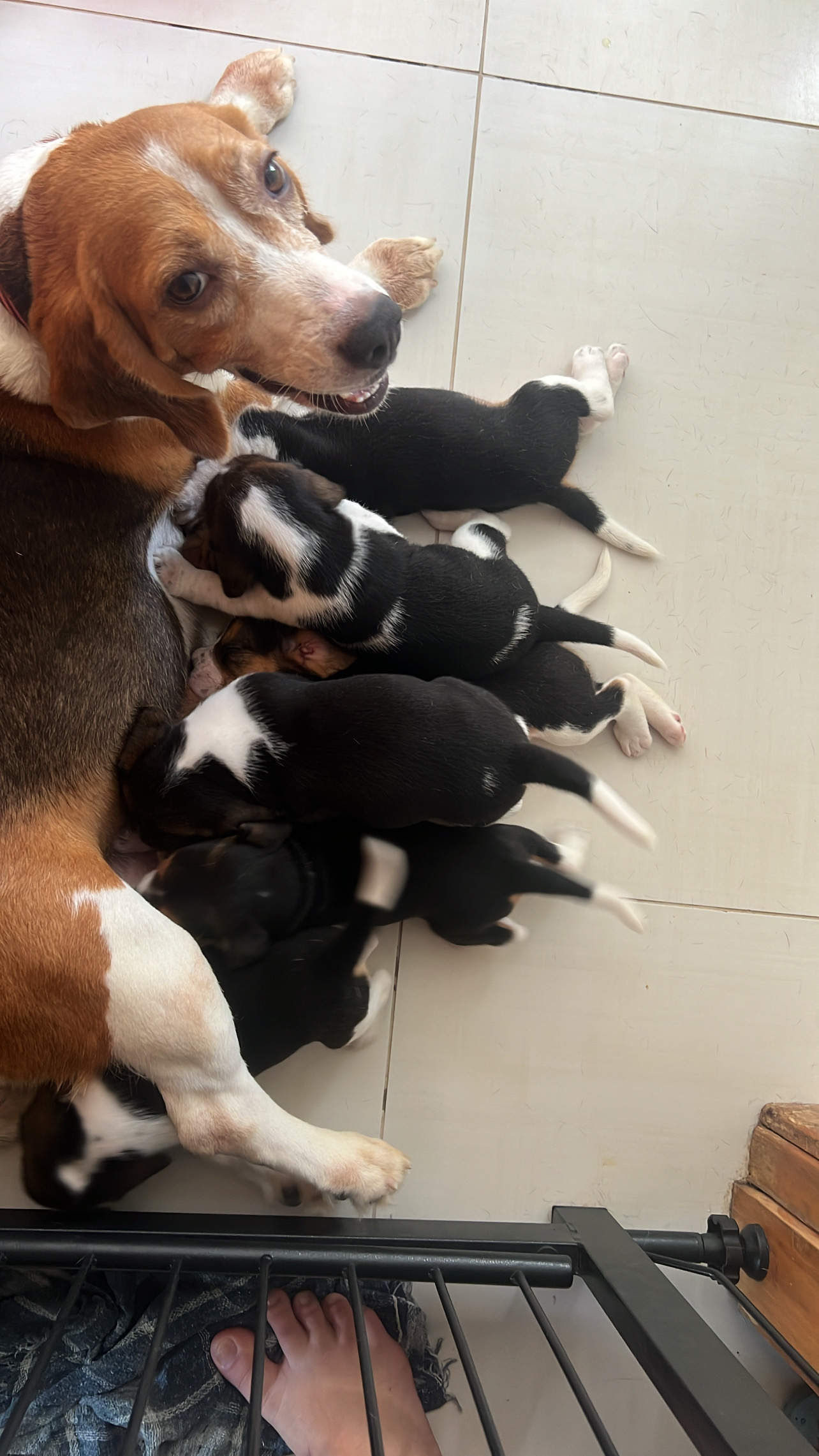 Portal Vendocão Venda  João Pessoa 