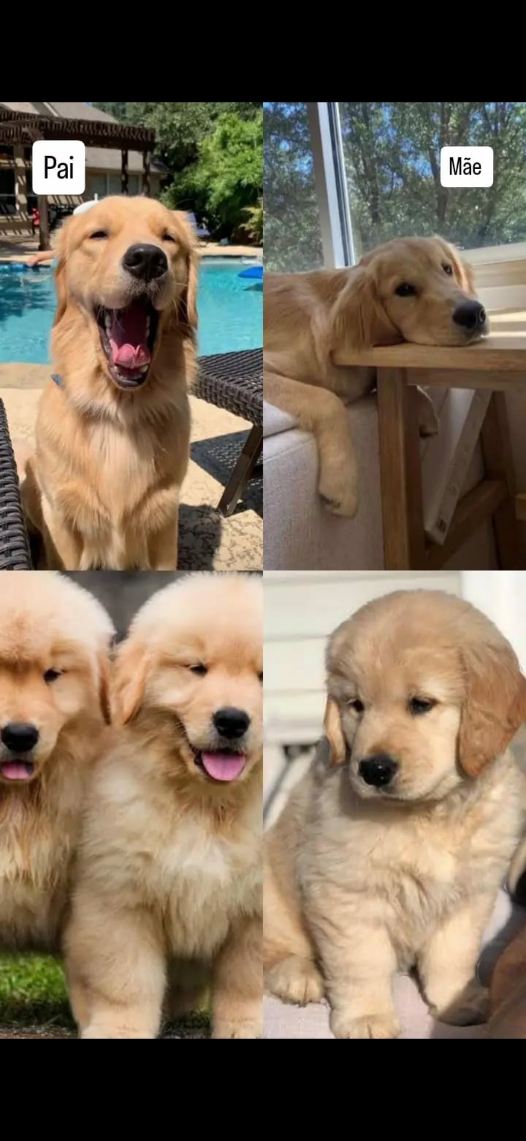 Portal Vendocão Vendo Golden Retriever  Montes Claros 
