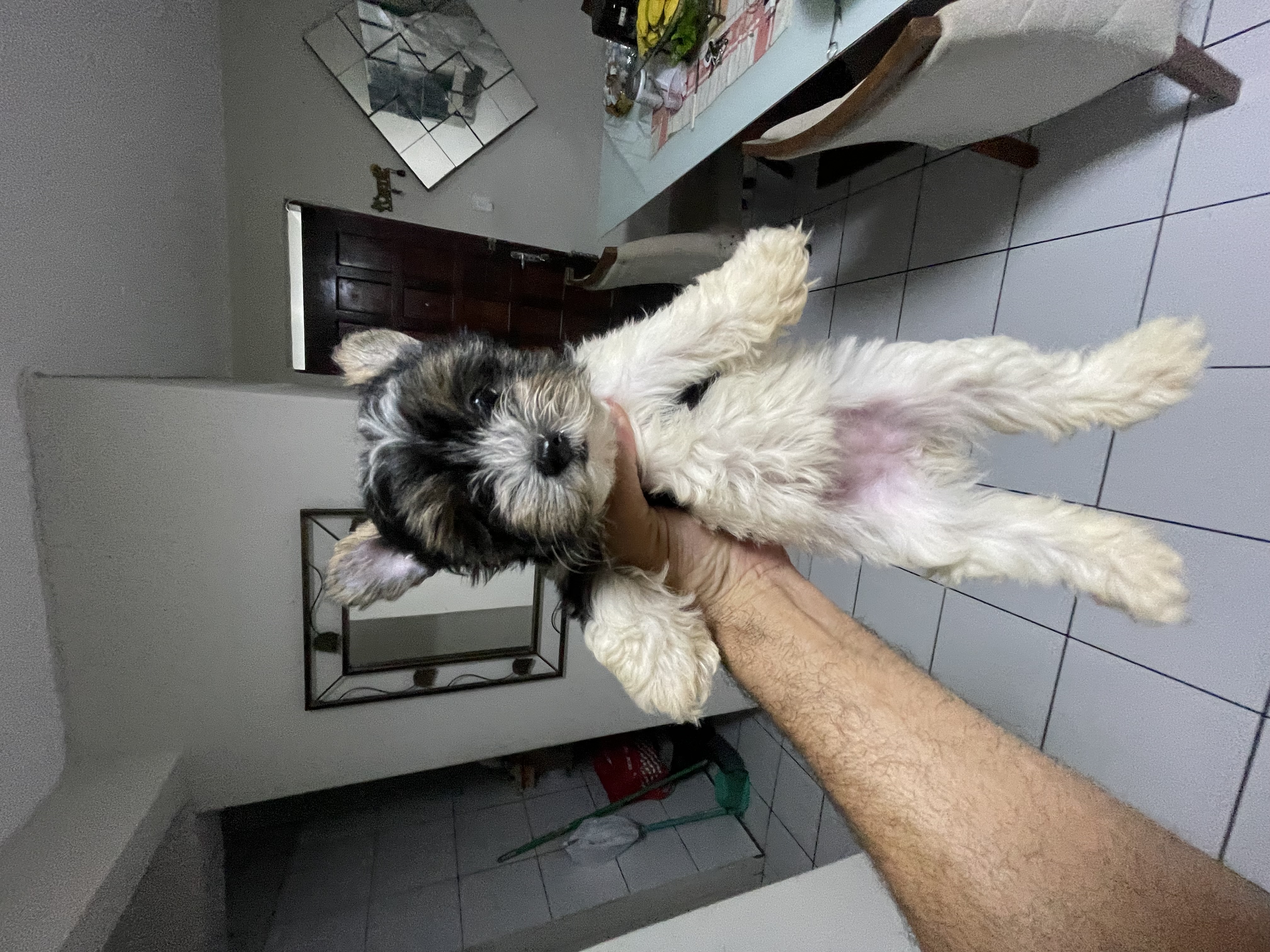 Portal Vendocão Vendo filhotes de Biewer Terrier João Pessoa 