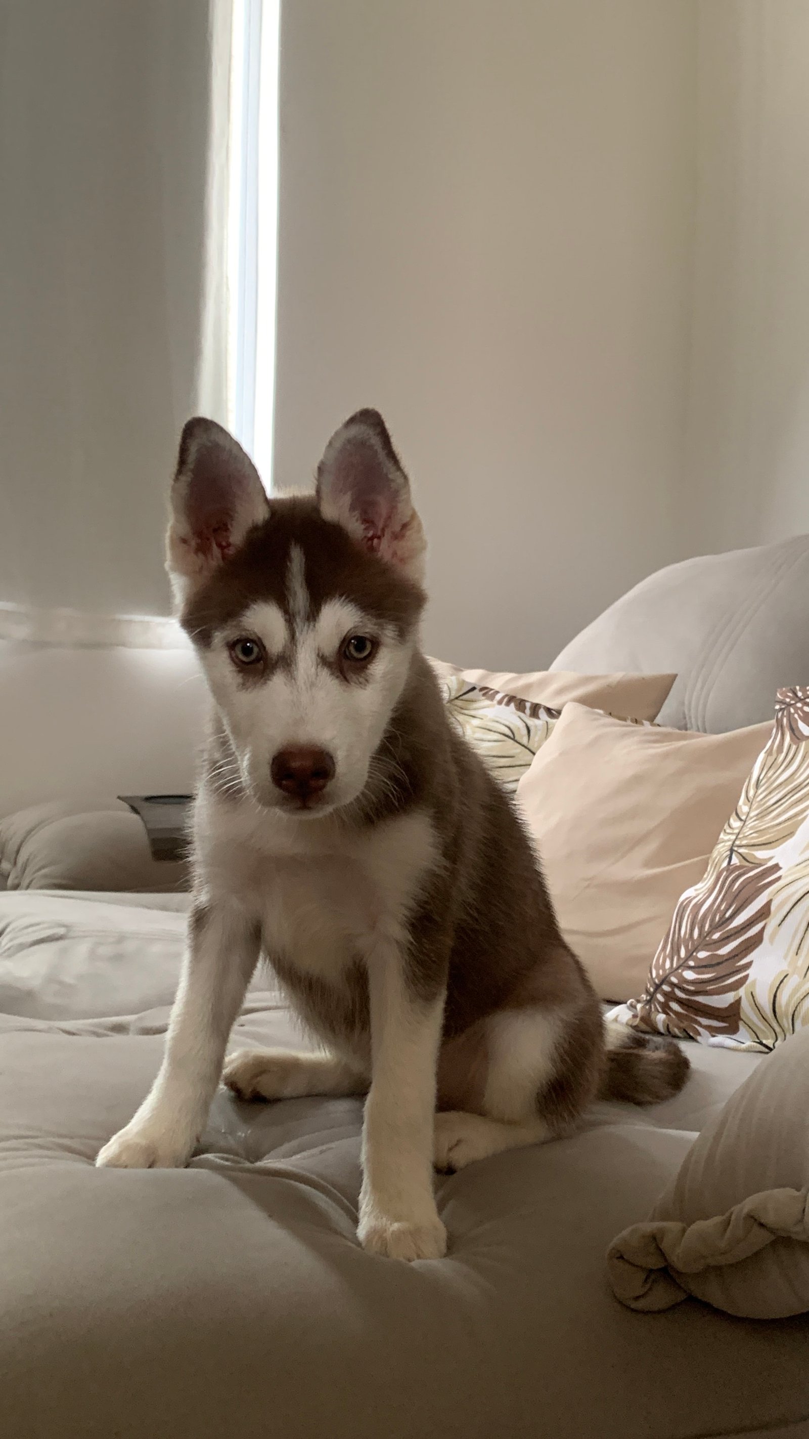 Husky siberiano fêmea, 3 meses e vacinada  - Foto 2