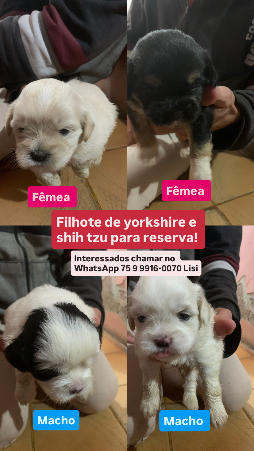 Filhotes de shih tzu com yorkshire para reserva! - Foto 1