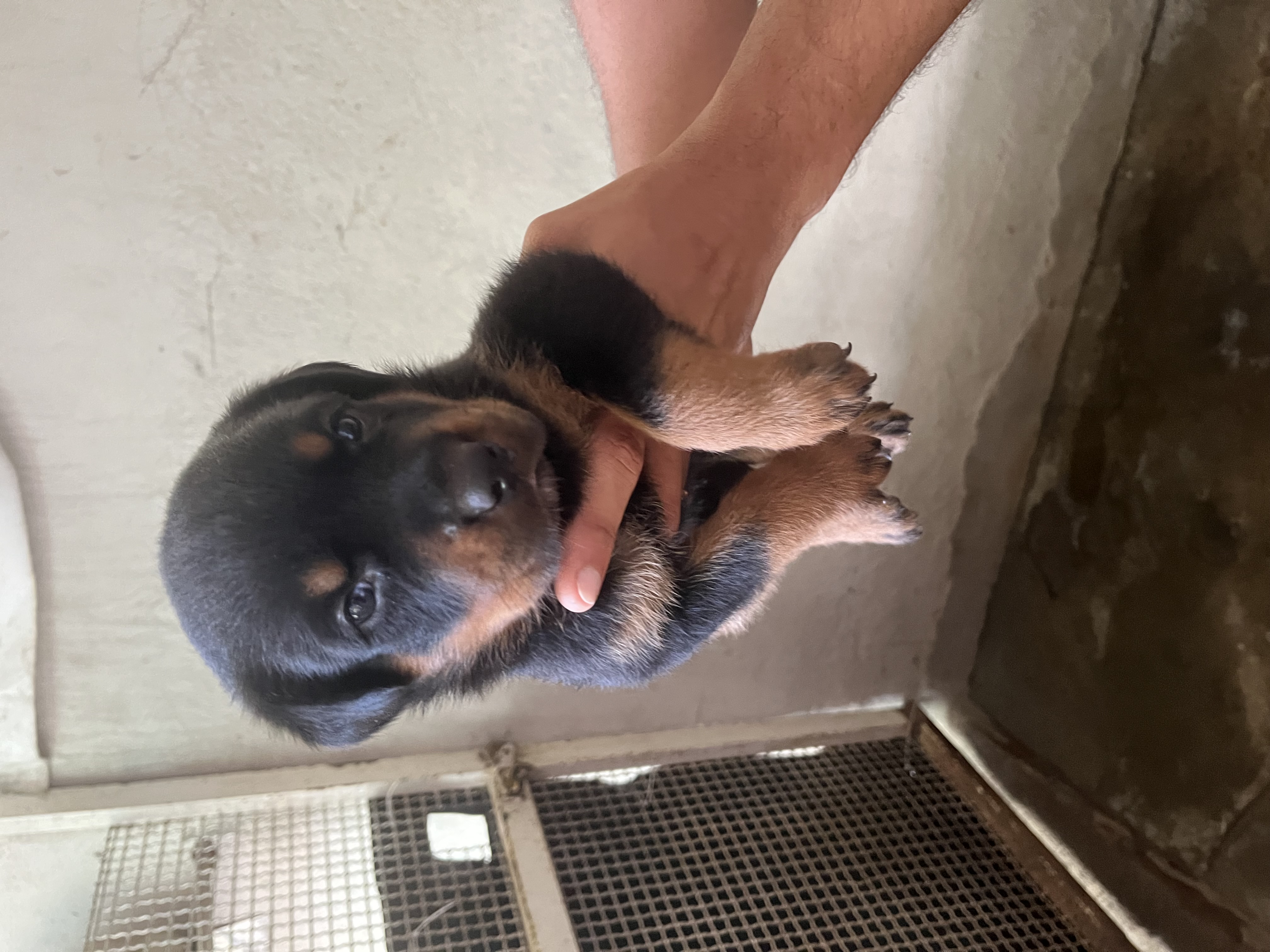 Portal Vendocão Filhotes de rottweiler ( fêmea ) Jaboatão dos Guararapes 