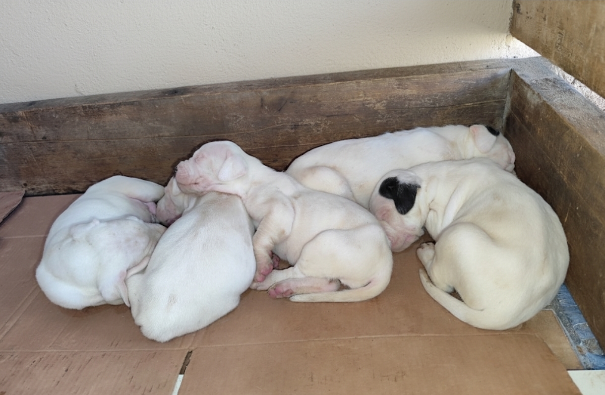 Portal Vendocão Dogo Argentino  Porto Alegre