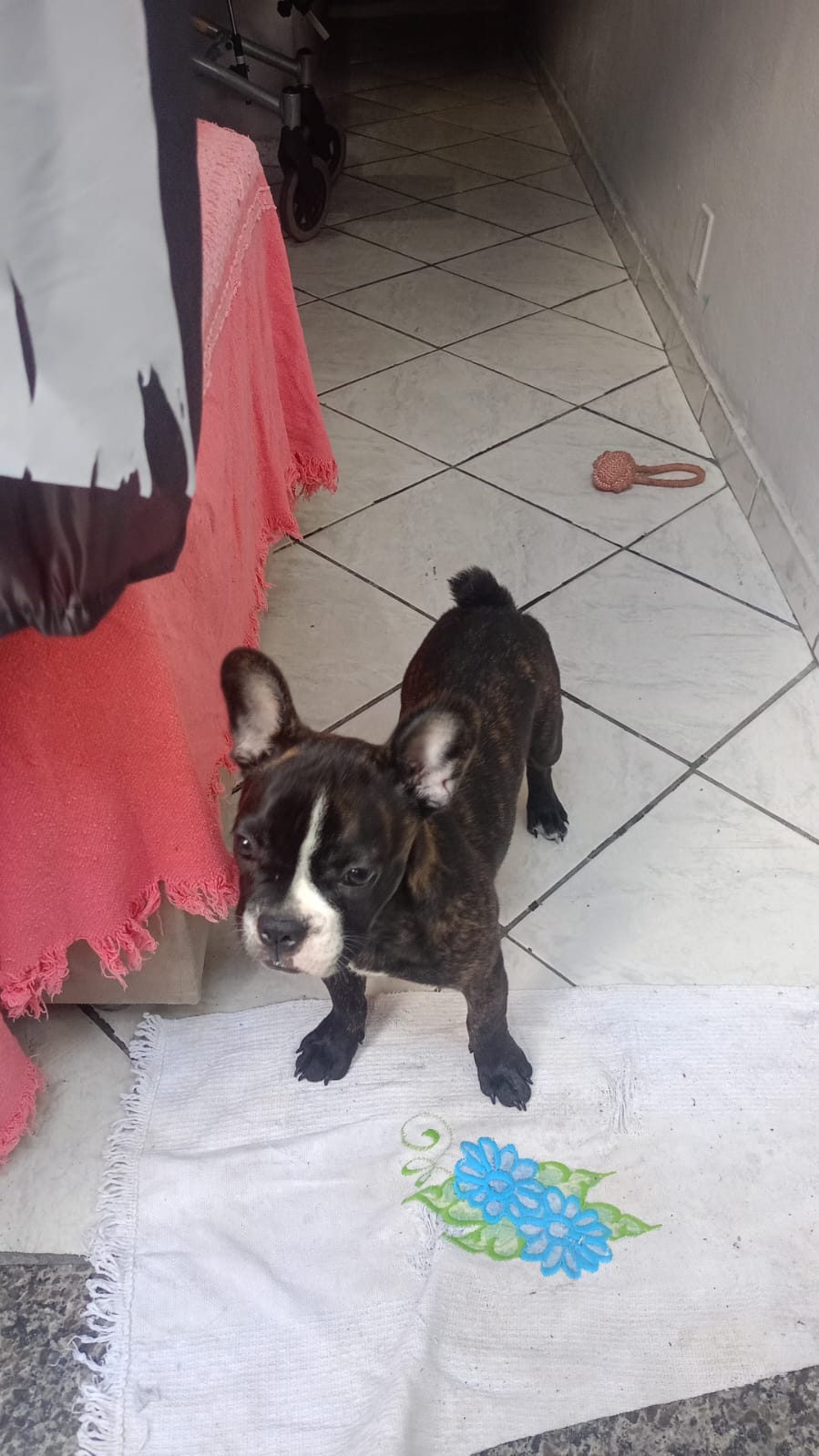 Bullgod francês  - Foto 2