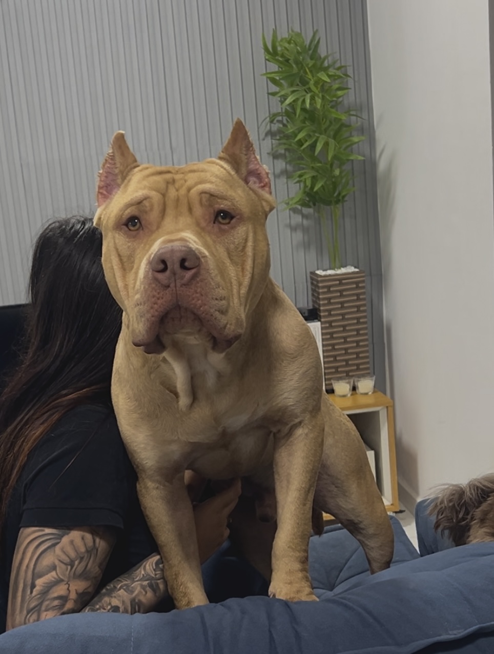 Pitmonster  - Foto 4