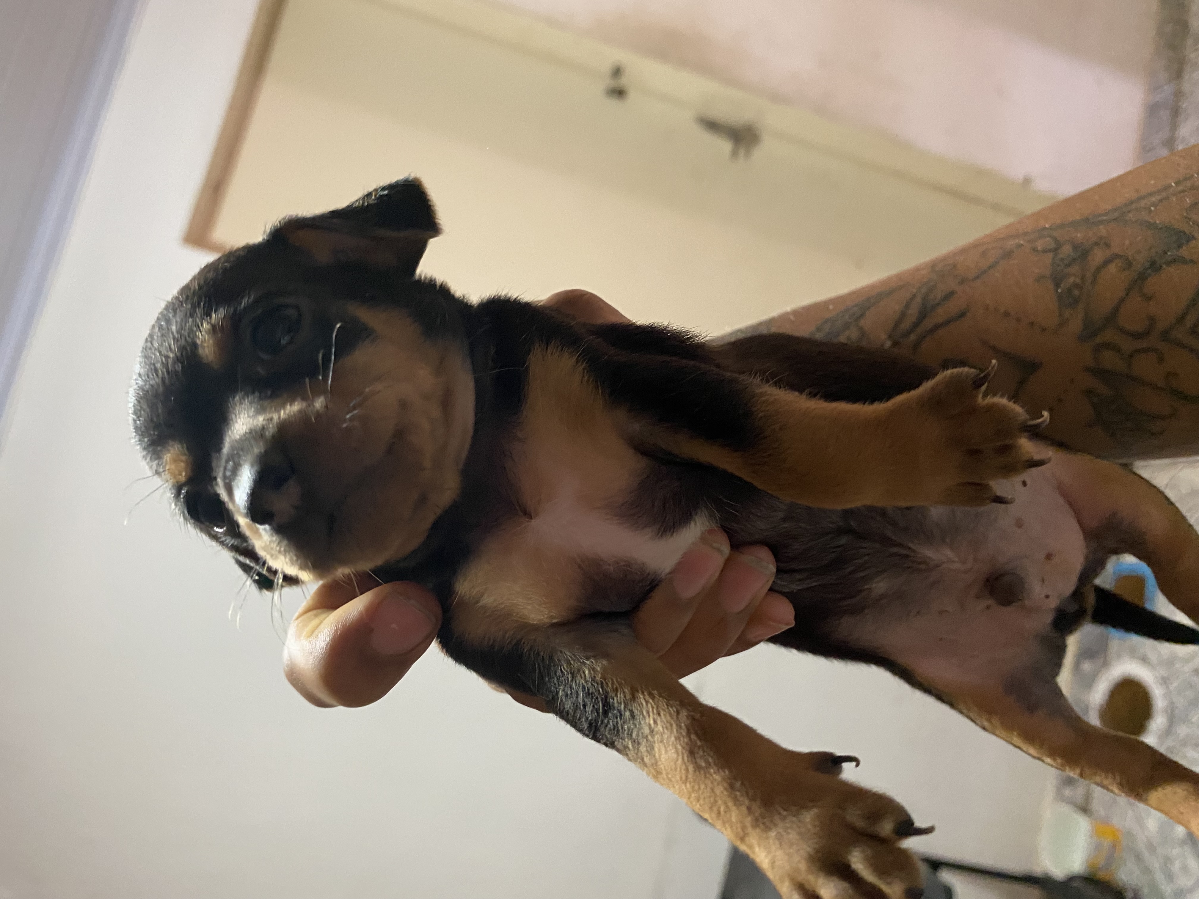 Cachorro Pischer  - Foto 1