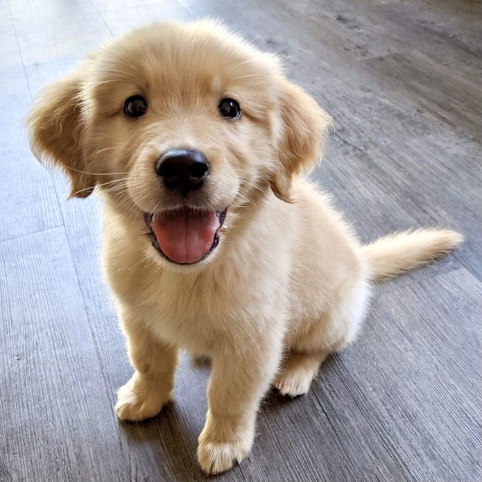 Portal Vendocão Golden Retriever 12x cartão  Jundiaí 