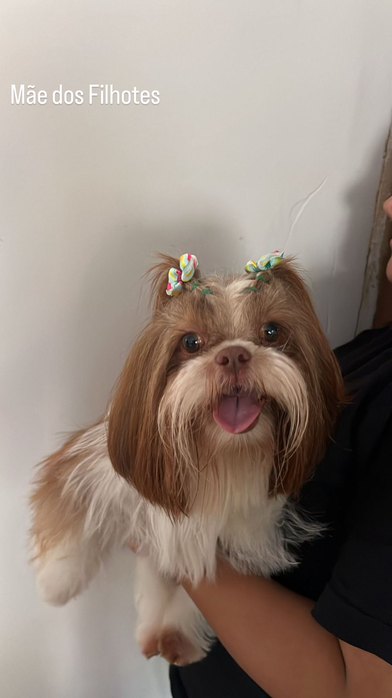  Shih Tzu disponível! - Foto 4