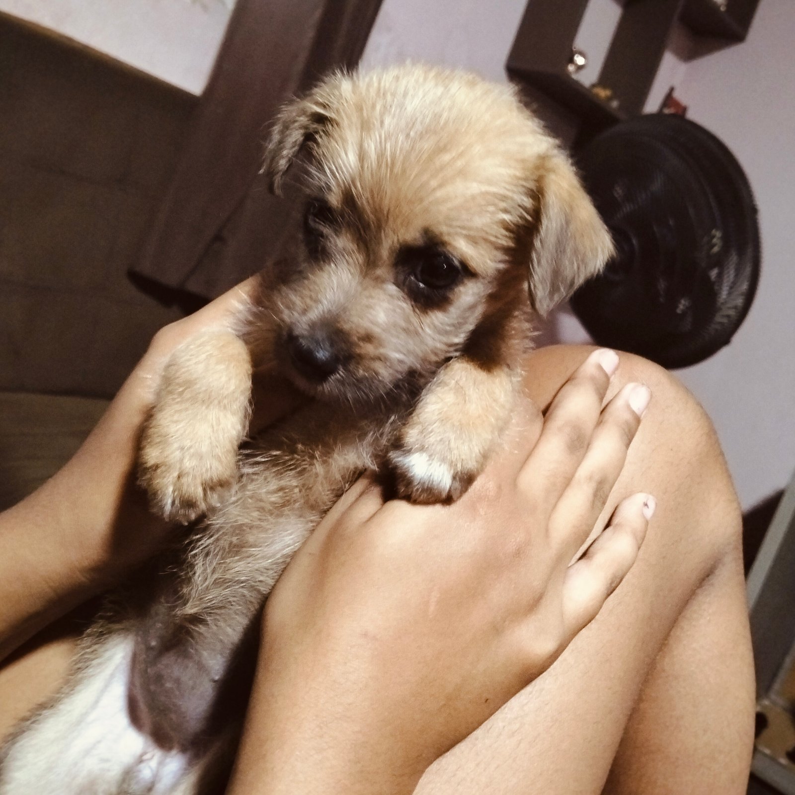 cachorro pinsh com shiuahuah - Foto 1