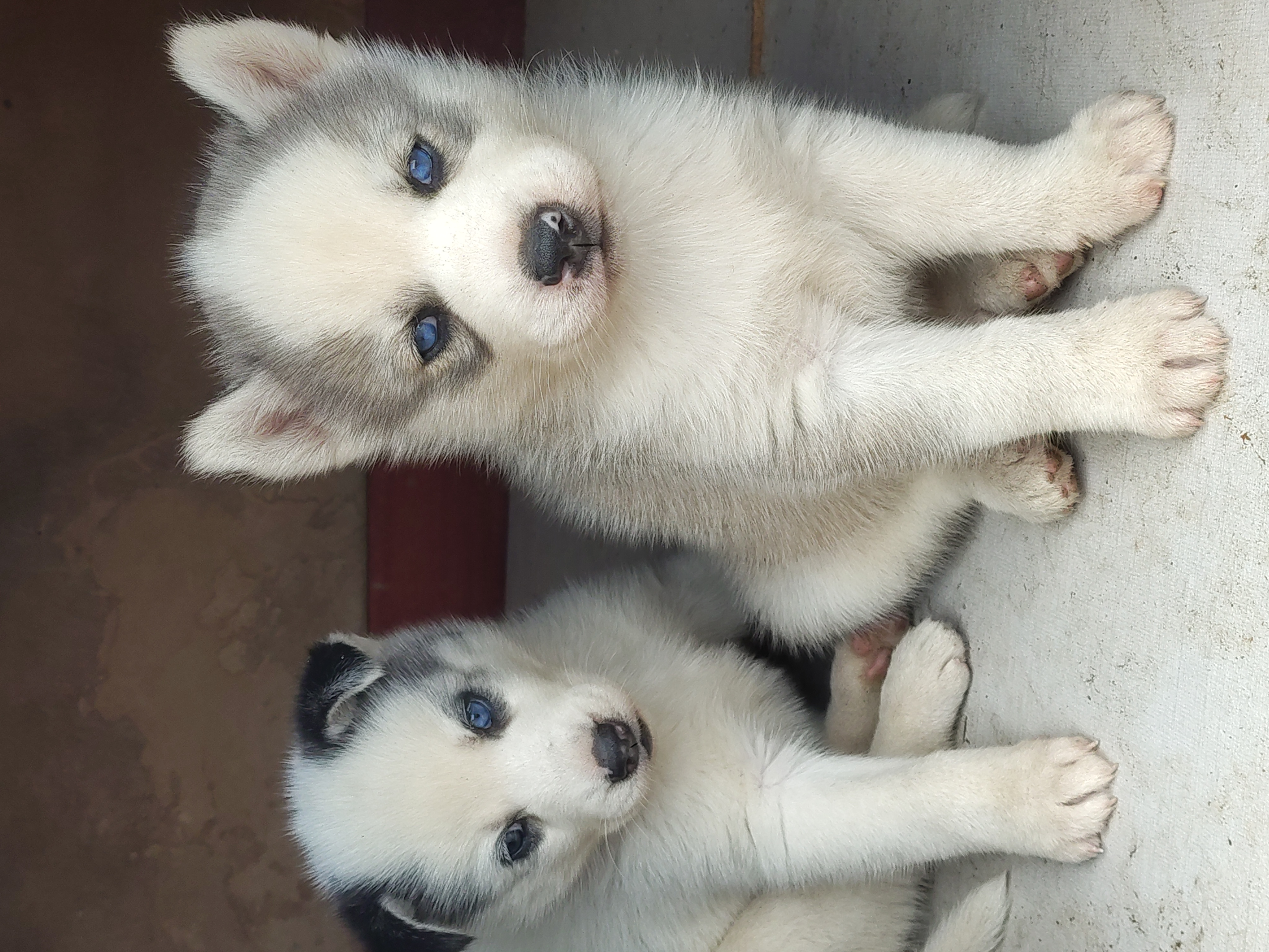 Filhotes de husky siberiano  - Foto 2