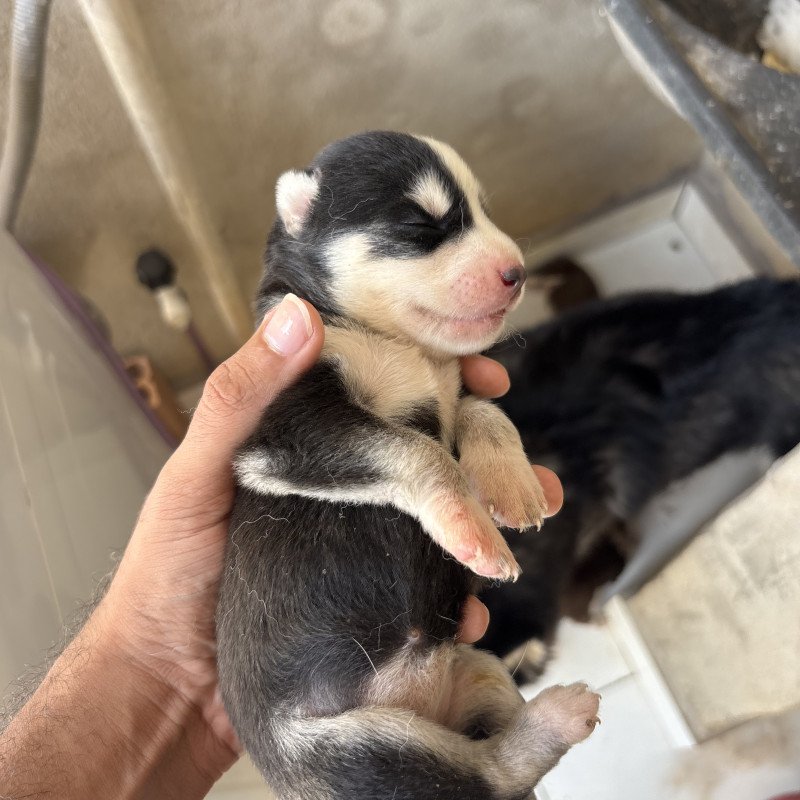 Filhotes de Husky siberiano - Foto 1
