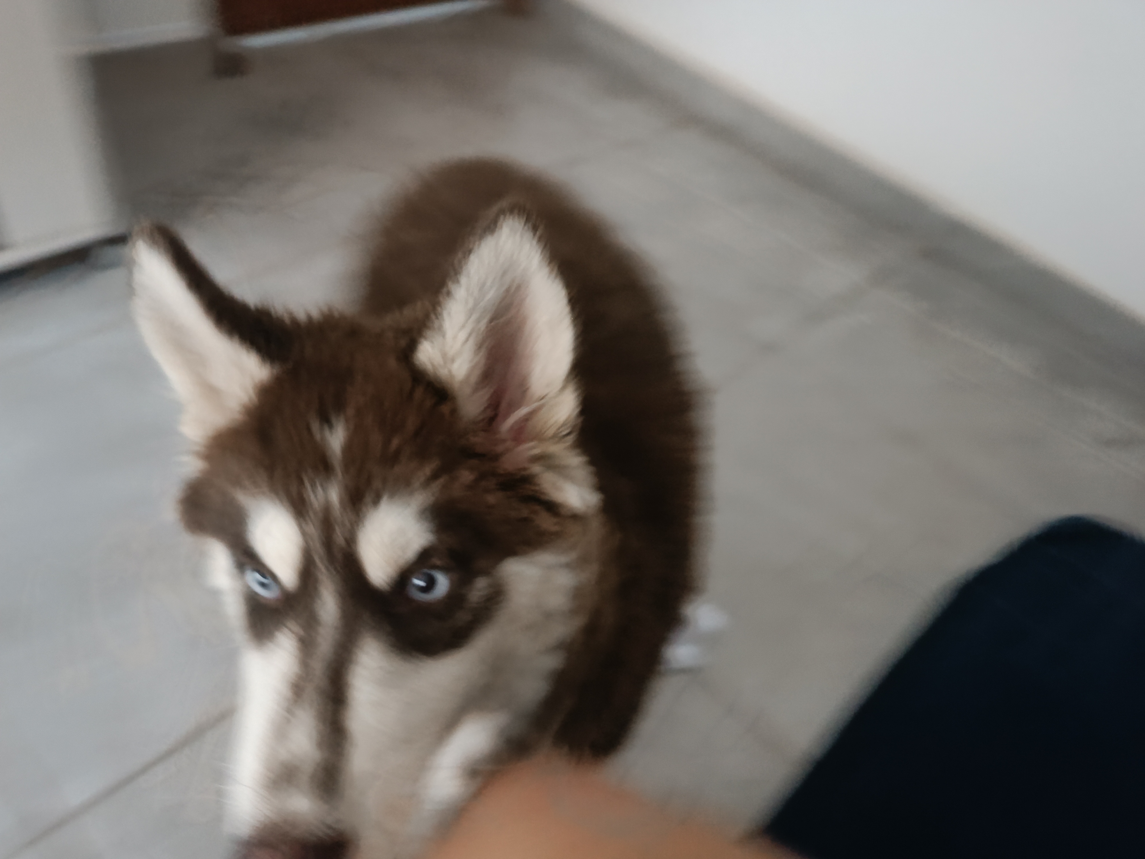Portal Vendocão Vendo husky Aparecida de Goiânia 