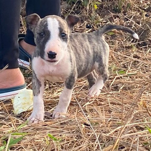 Filhote de Bull terrier fêmea 2 meses e 15 dias