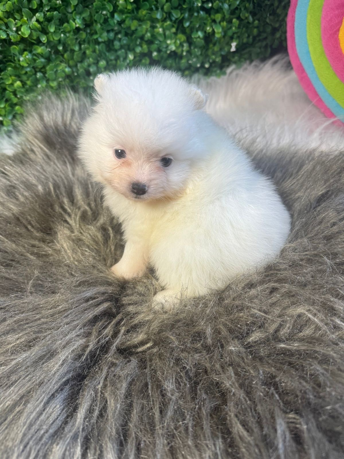 Filhotes de Lulu da Pomerânia disponíveis – Machos com 40 dias - Foto 2