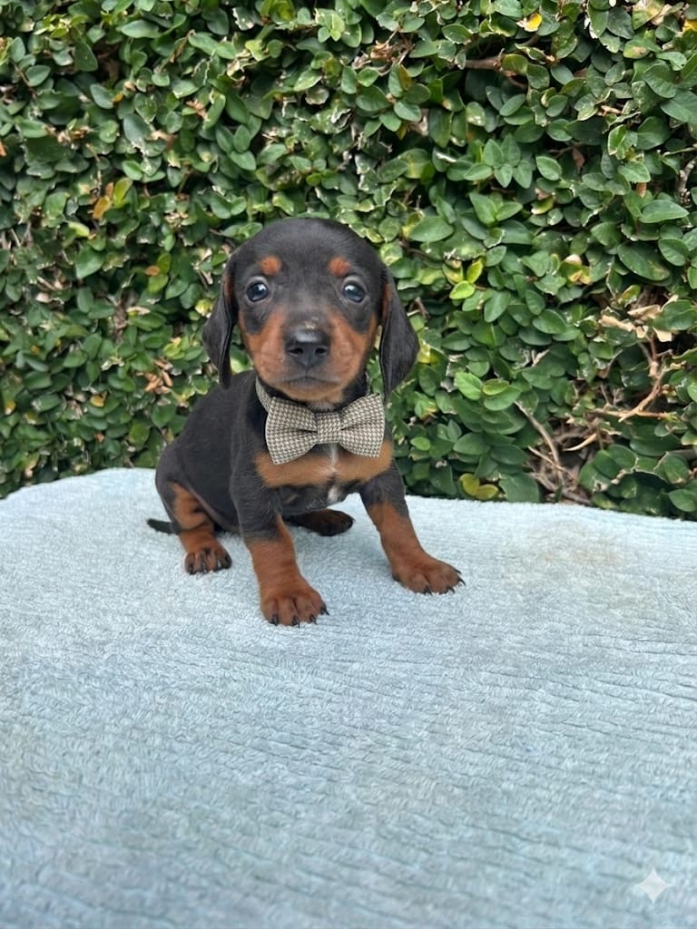 Linguicinha - Foto 1