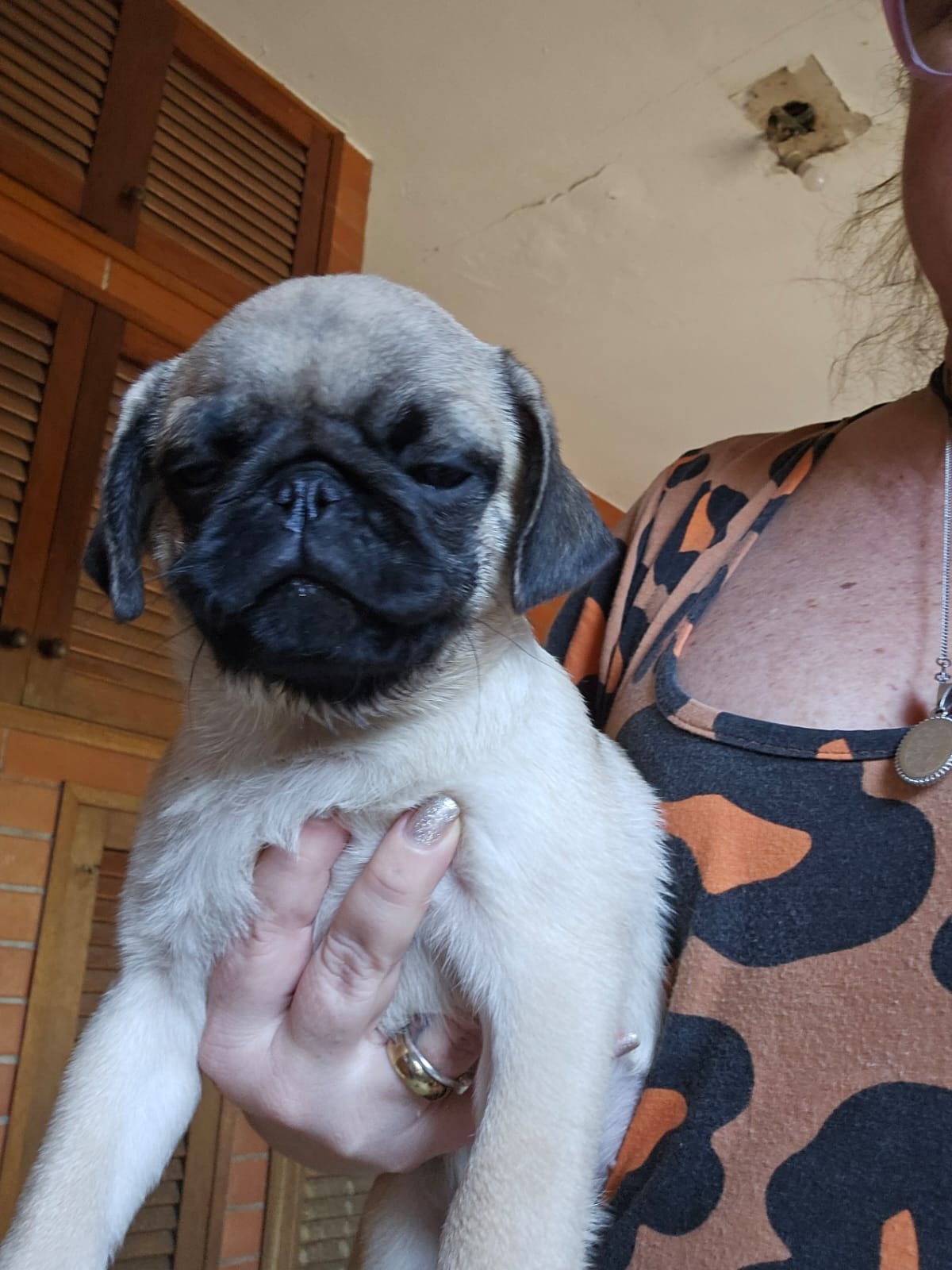 Portal Vendocão Vendo lindos filhotes de Pug Niterói