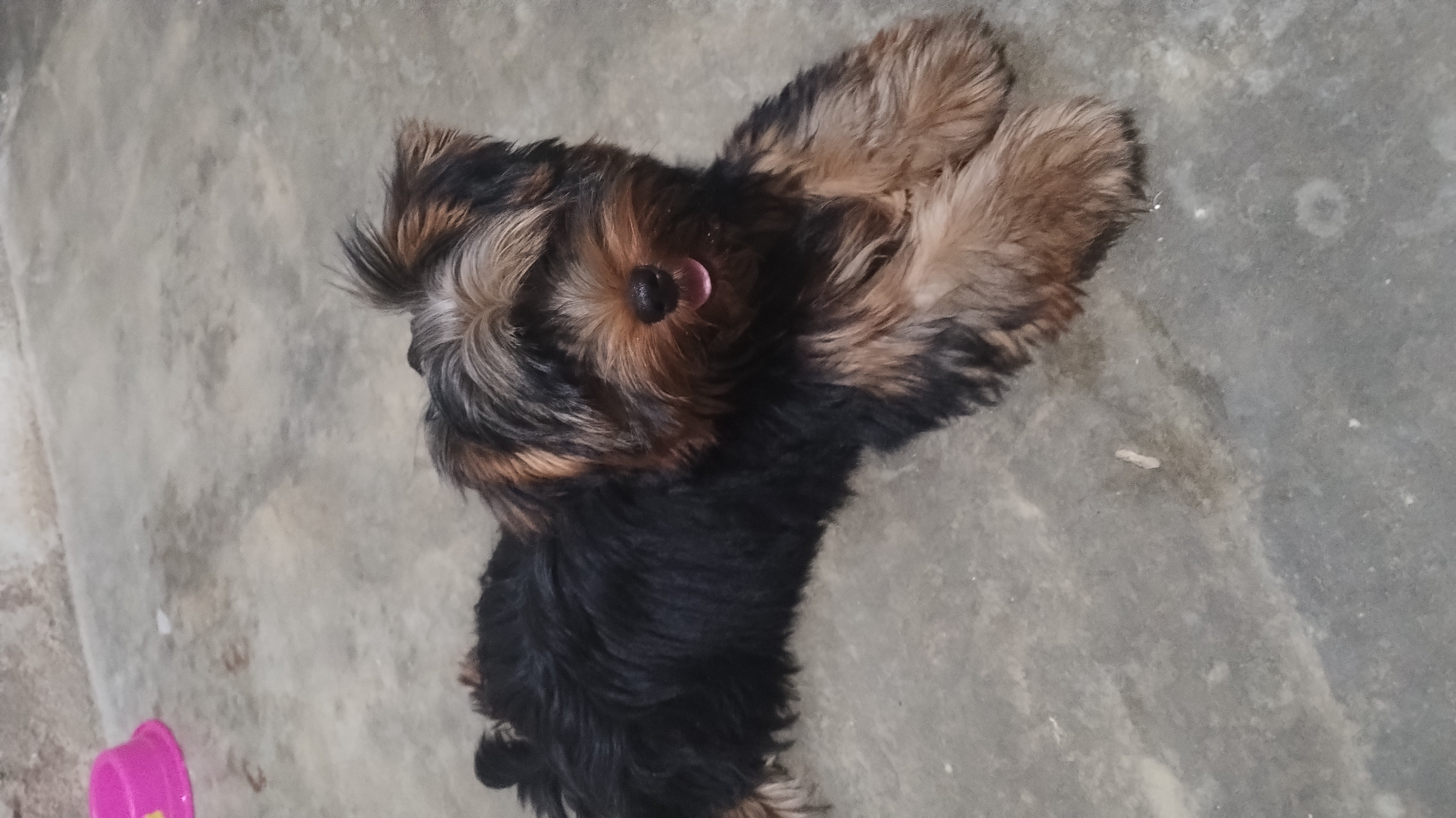 Filhote de York terrier linda fenia de 4 meses  - Foto 2