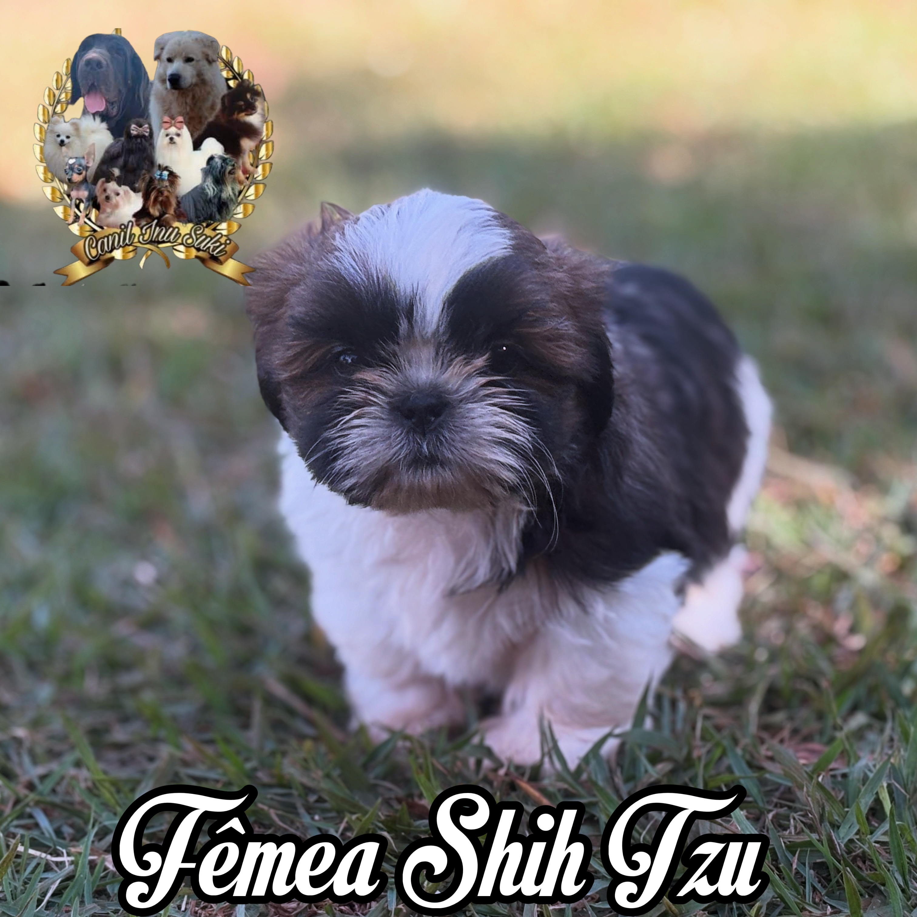Filhotes de Shih Tzu  - Foto 4
