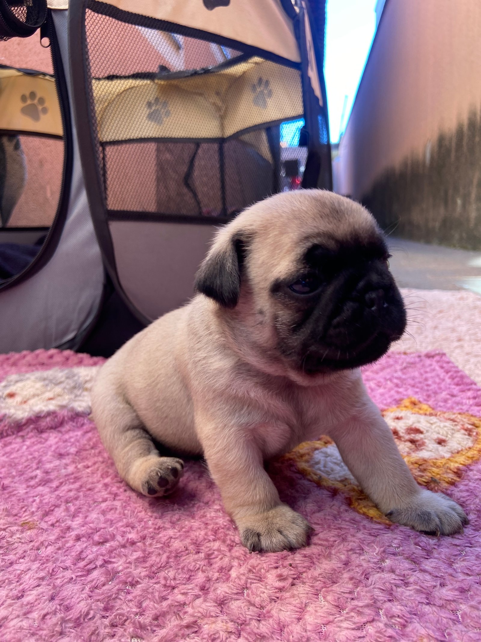 Vendo Casal Pug - Foto 3