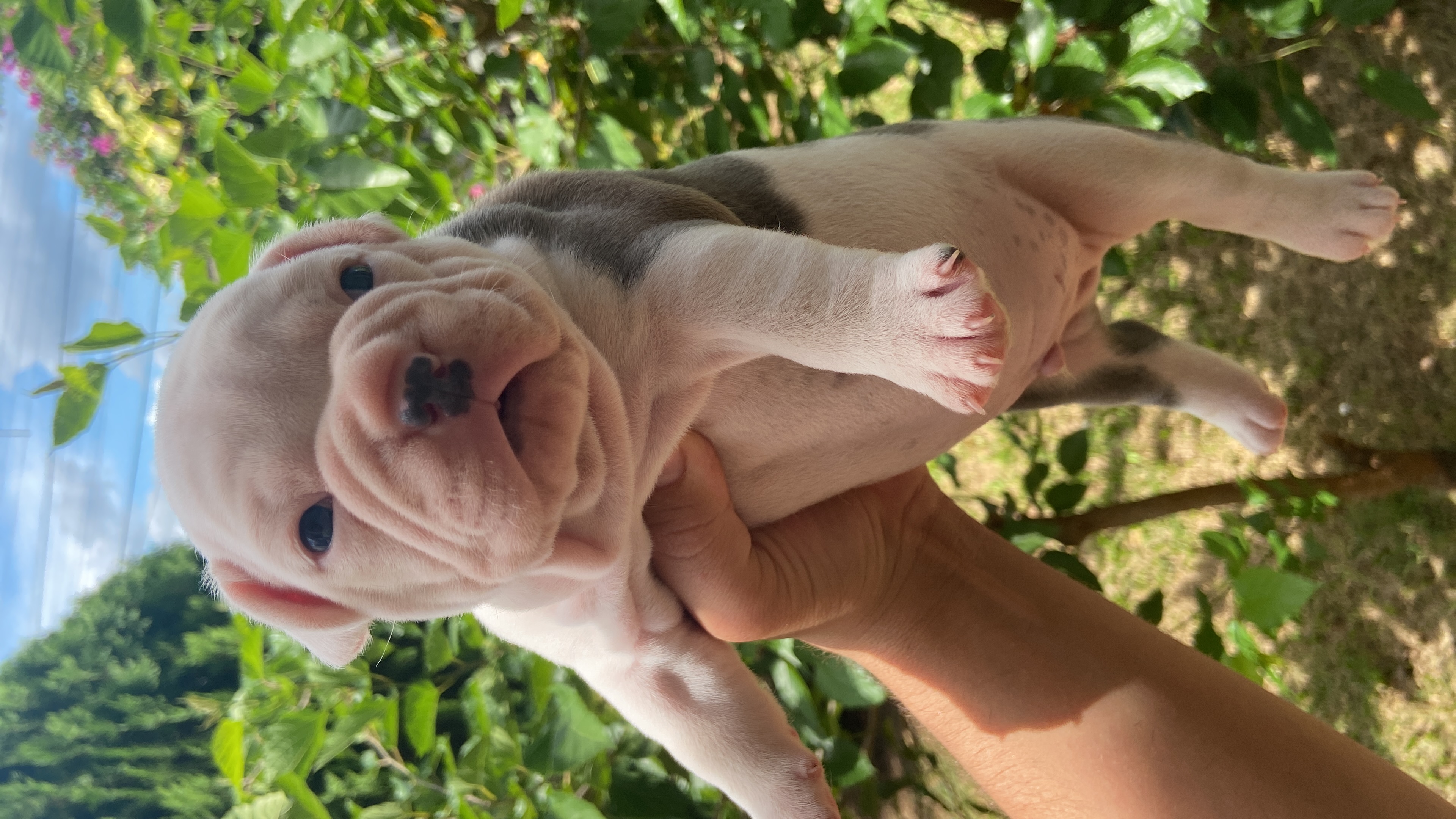 Portal Vendocão Bulldog americano  Mandaguaçu 