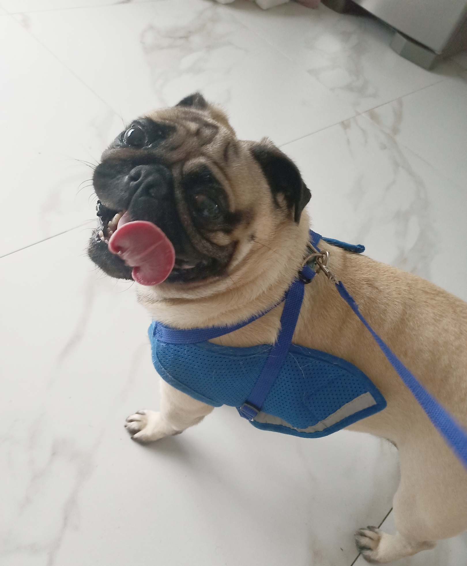 Portal Vendocão Vendo Pug macho  FLORIANÓPOLIS