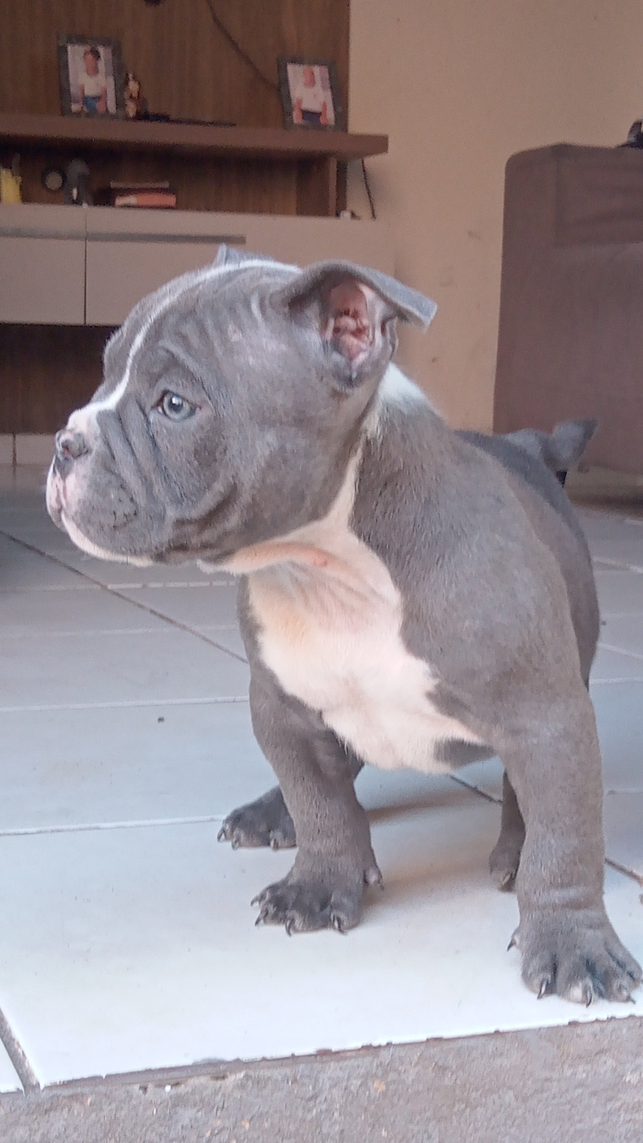 Filhote de América Bully macho  - Foto 1