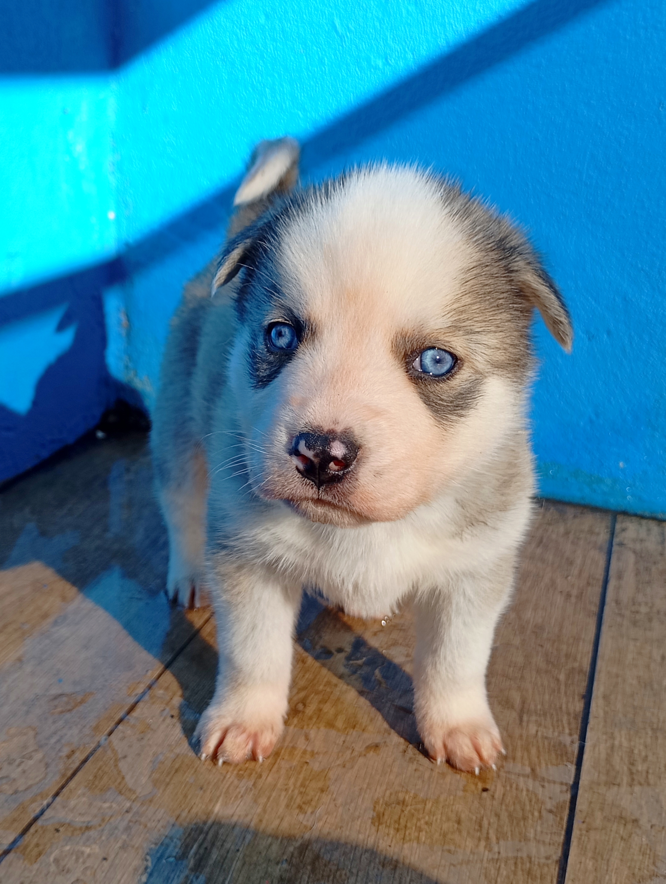 Portal Vendocão Filhotes de Husky  Canoas