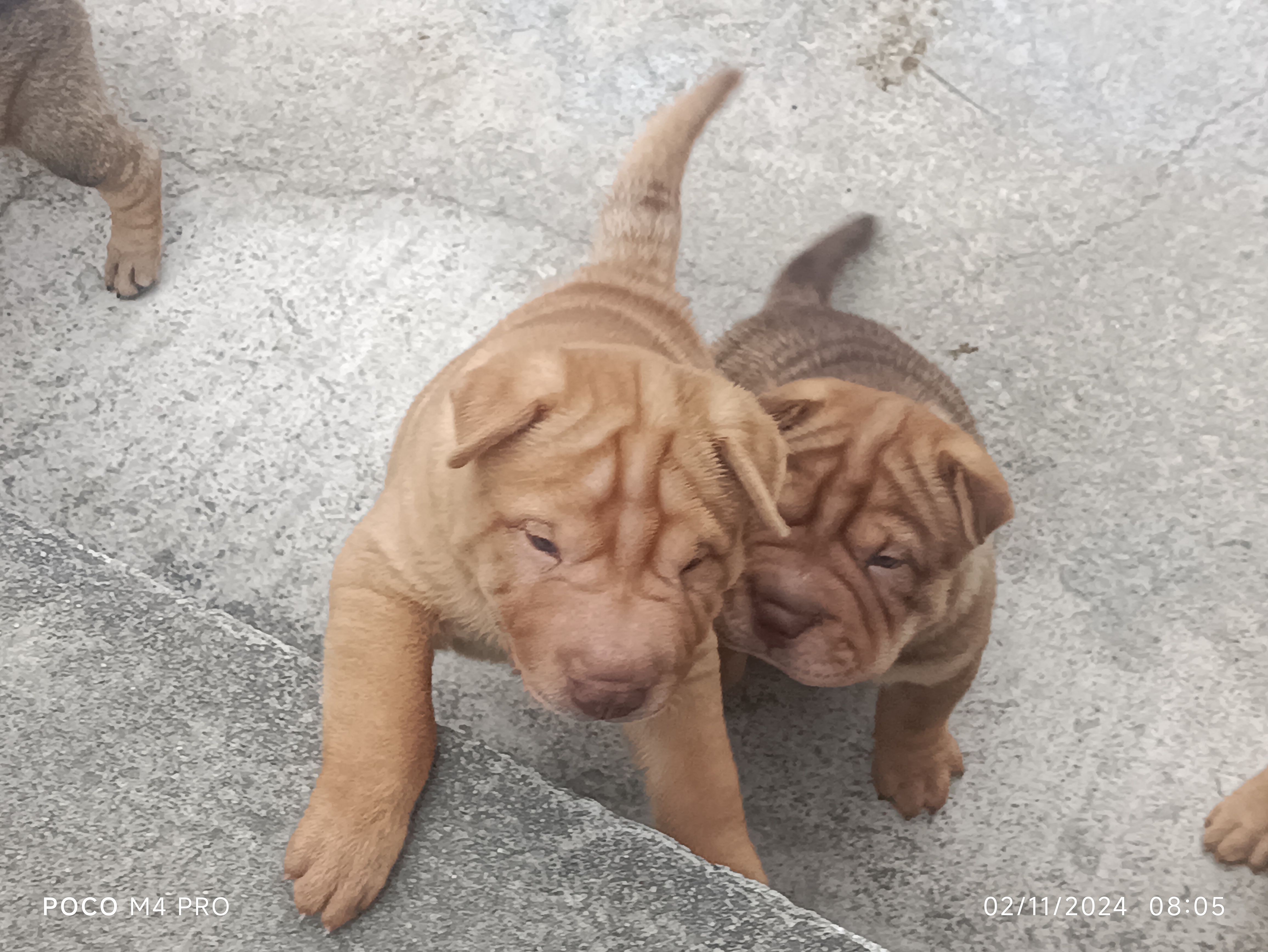 Portal Vendocão Filhotes de Sharpei  Nordestina 