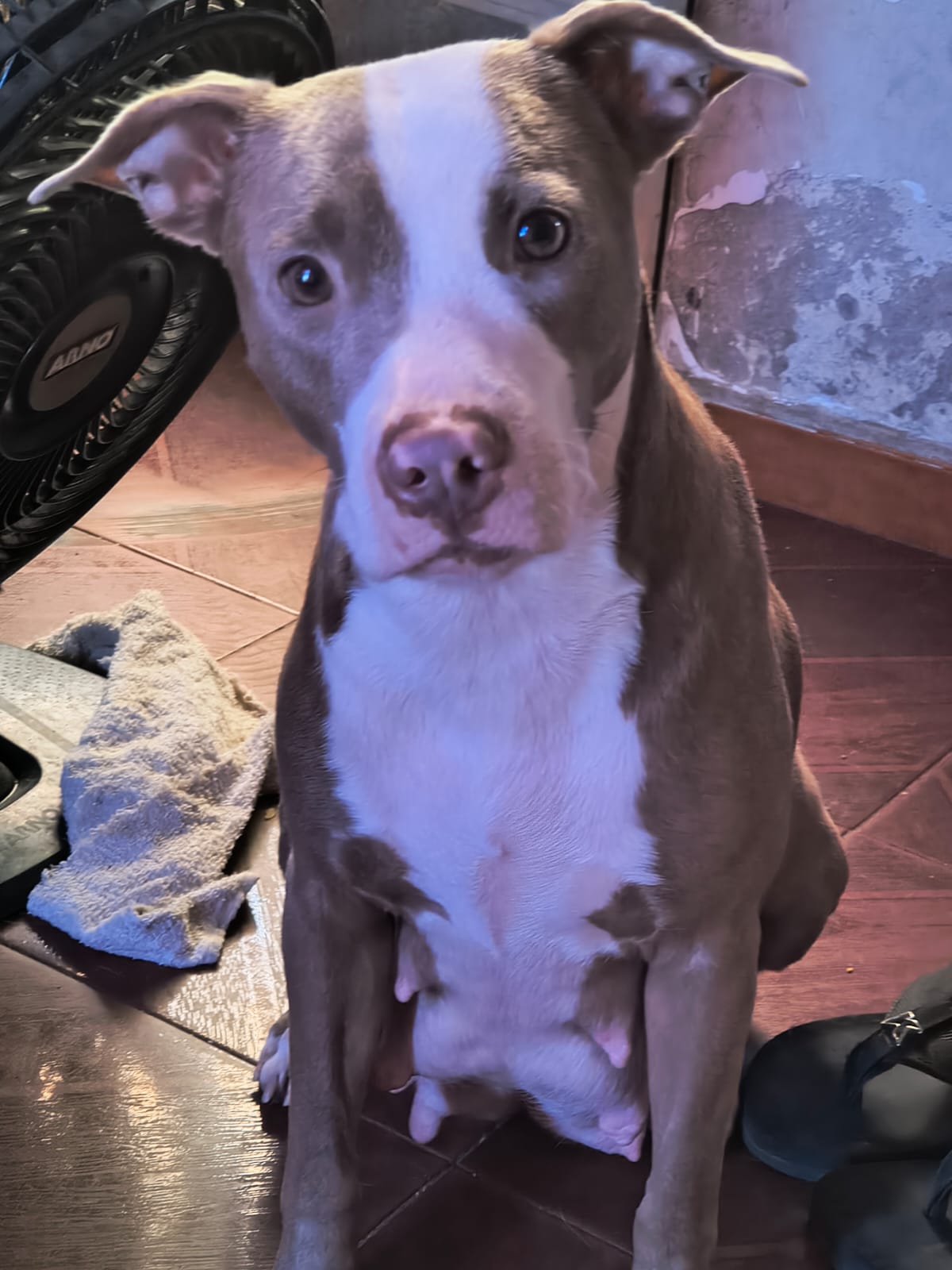 Lindos filhotes de Pit Bull - Foto 2