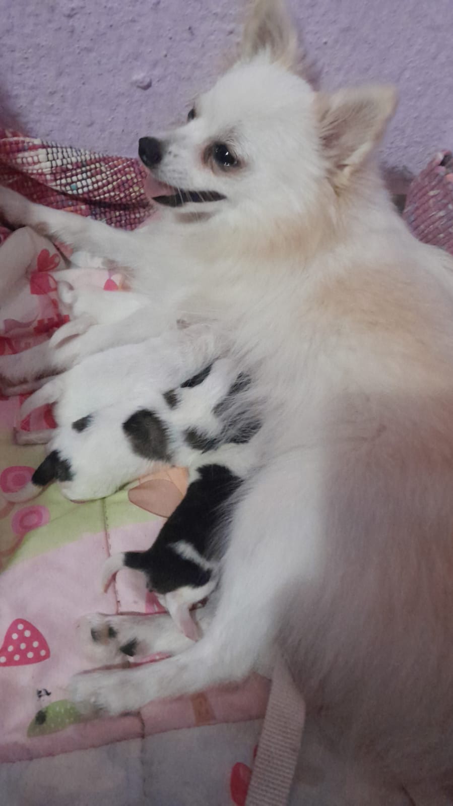 Portal Vendocão Lulu da pomerania  Parauapebas 