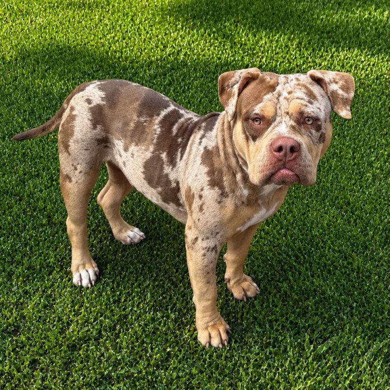 American Bully