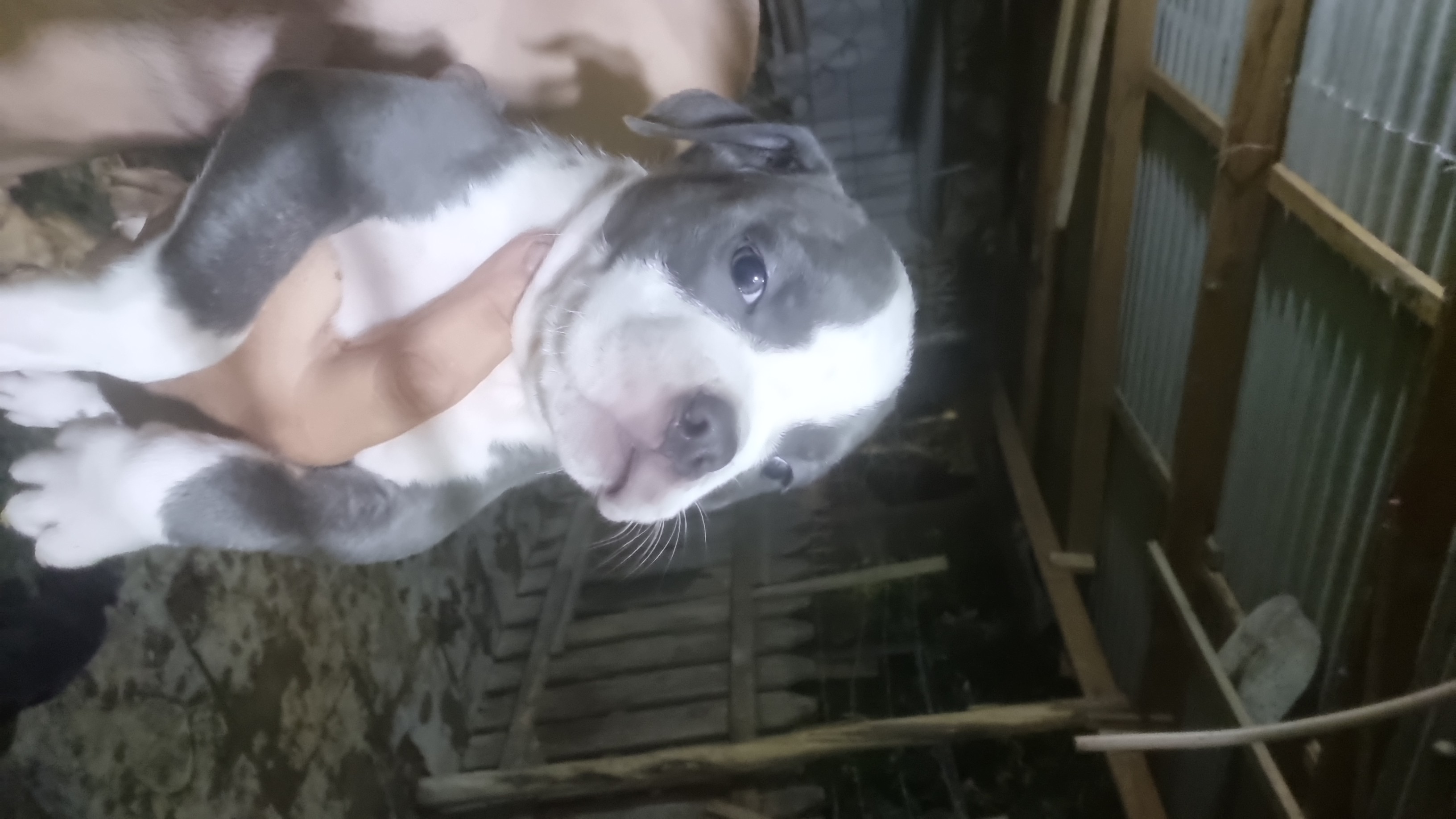 Portal Vendocão Vendo filhotes de american bully  Porto Alegre