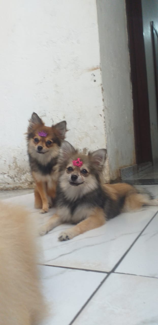 Portal Vendocão Fêmea de Spitz alemão  Belém 