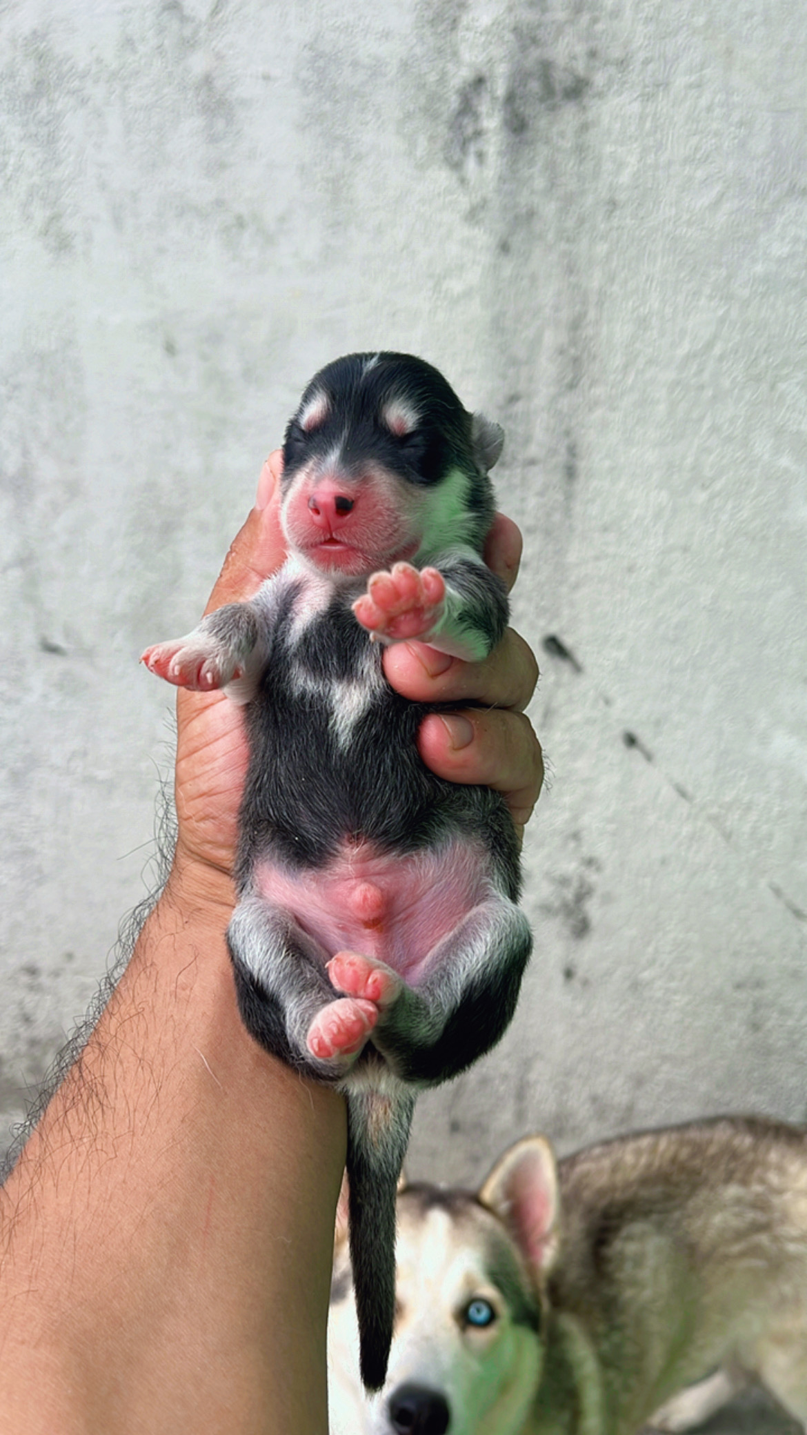 Vendo filhotes de Husky siberiano  - Foto 2