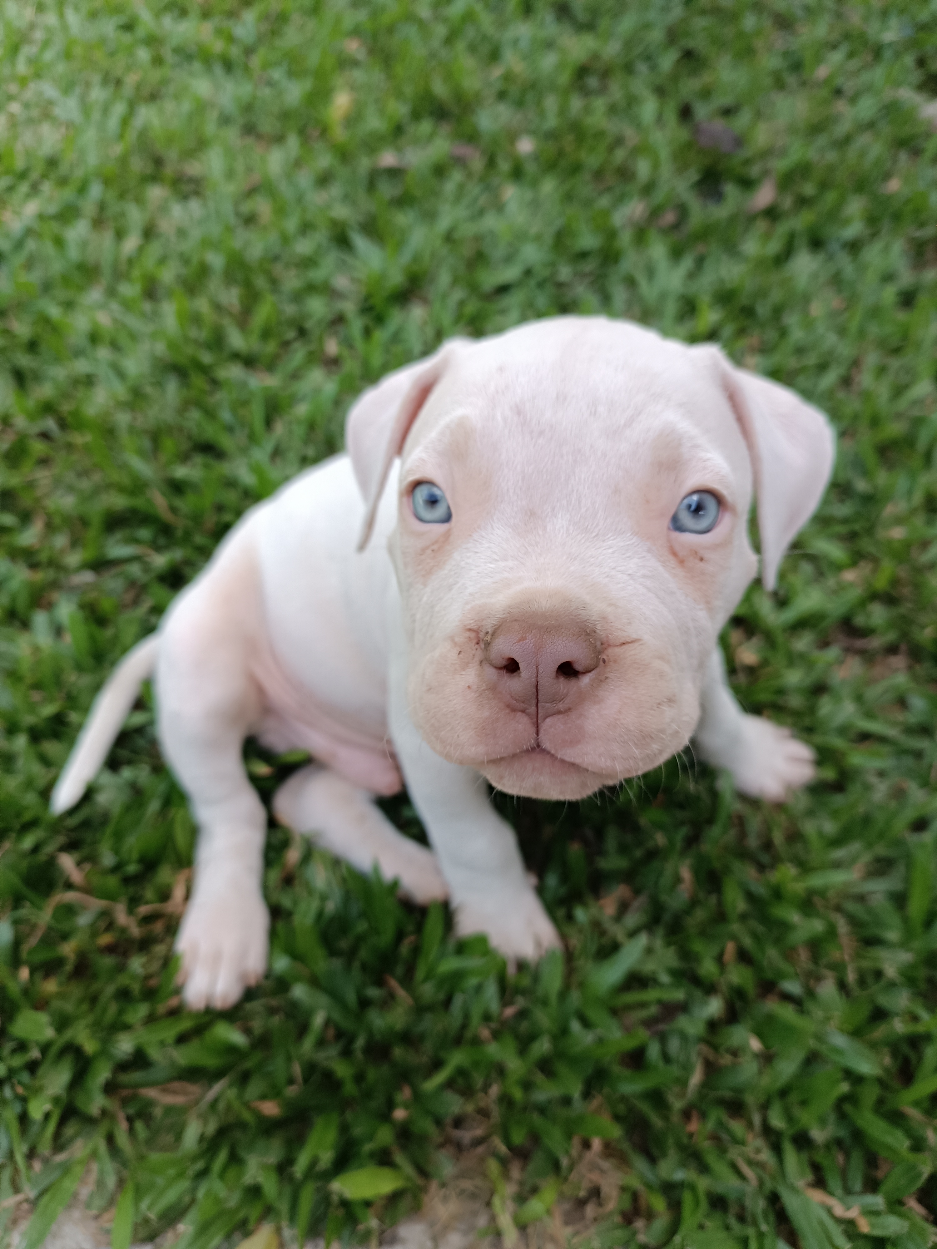 Venda American Bully filhotes  - Foto 2