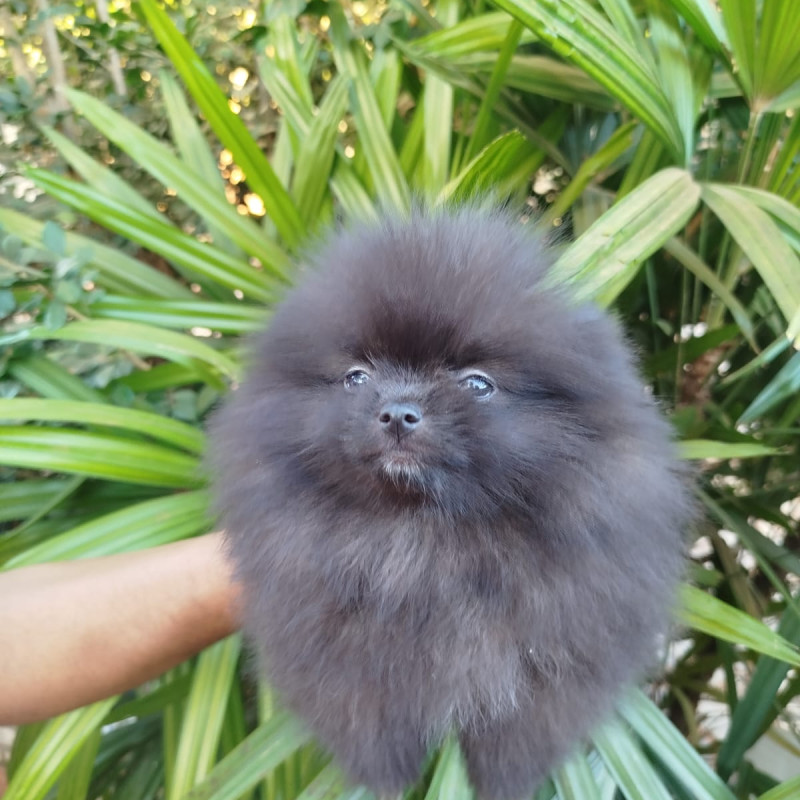 Lindos filhotes spitz alemão anão - Foto 2