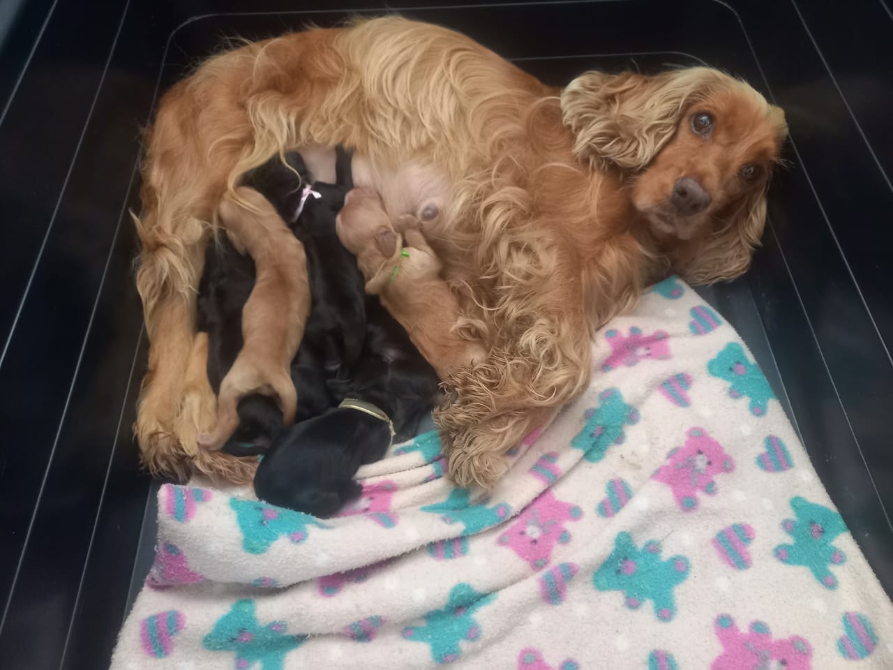 Portal Vendocão Vendo filhotes de cão Cocker Spainel  Betim