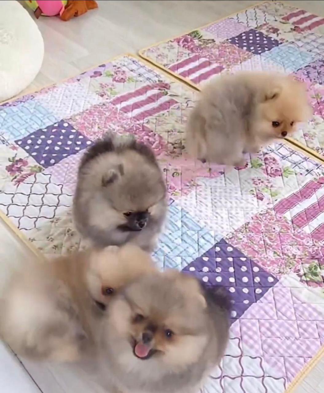 Portal Vendocão Vendo filhotes de lulu a Pomerânia  Cuiabá 