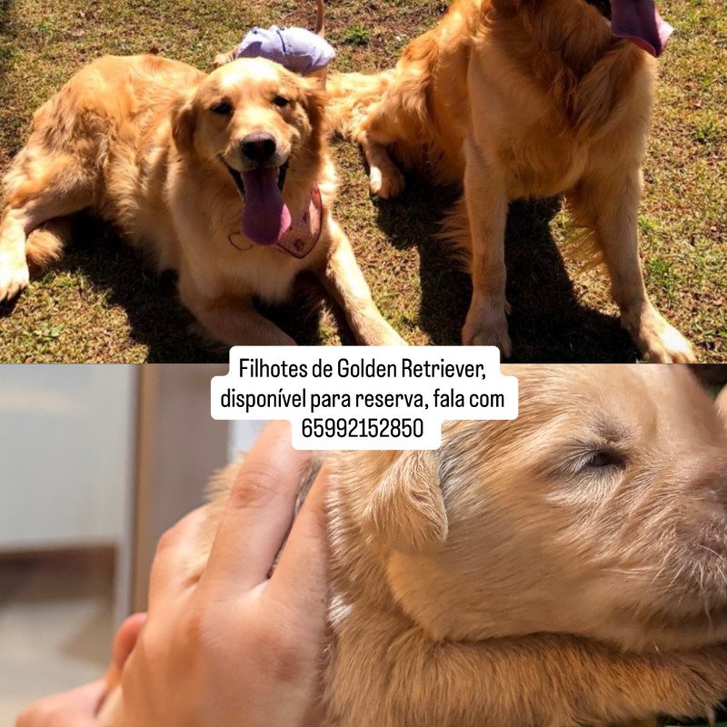 A venda mecho e fêmea - Foto 1