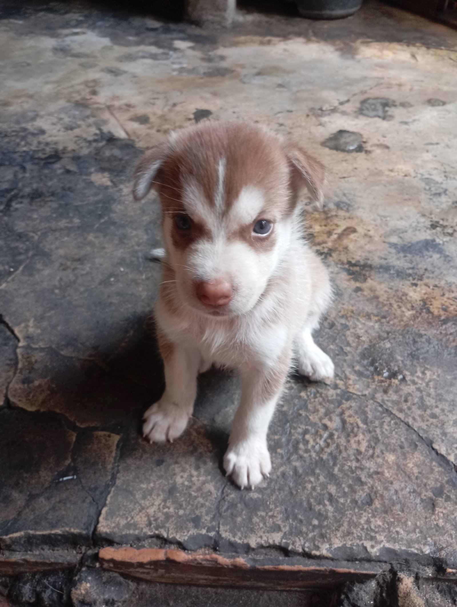 Vendo filhote macho de Husky siberiano  - Foto 2
