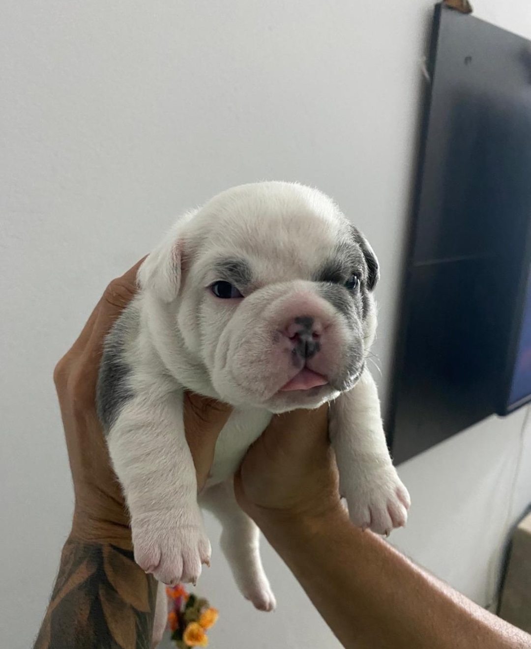 Portal Vendocão Bulldog Belo Horizonte