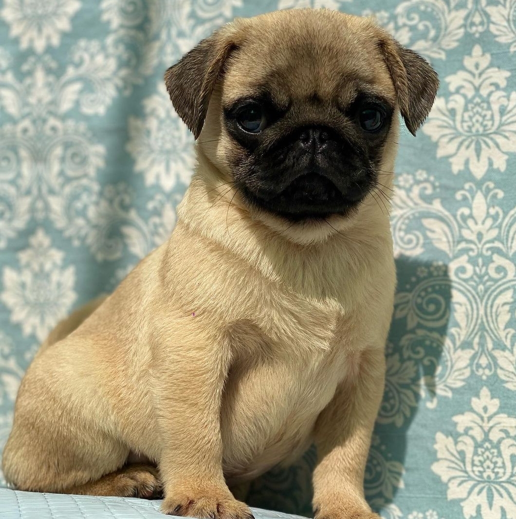 Portal Vendocão Pug Filhote  Foz do Iguaçu