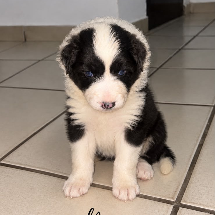 Filhotes de Border Collie Puro – Machos e Fêmeas Disponíveis - Foto 1