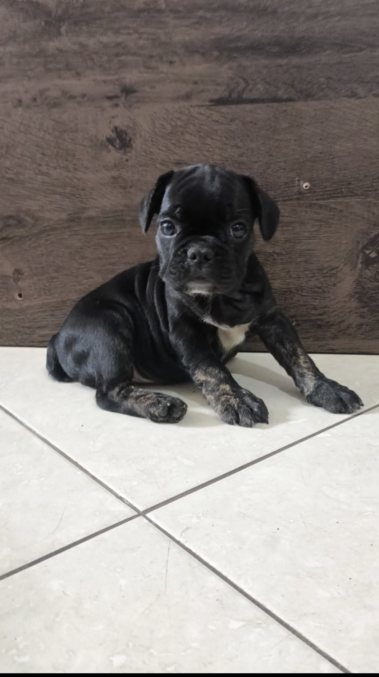 Portal Vendocão Filhote de Bulldog francês  Vila velha 