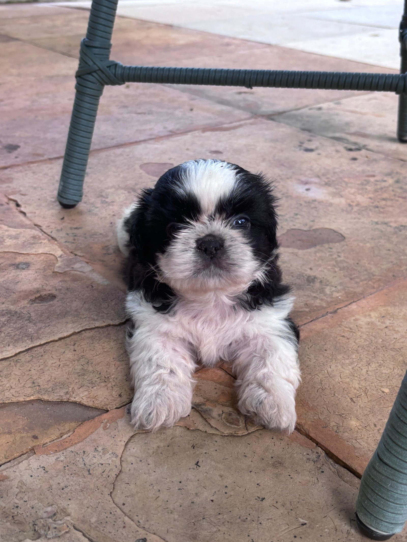 Filhotes de shih tzu - Foto 1