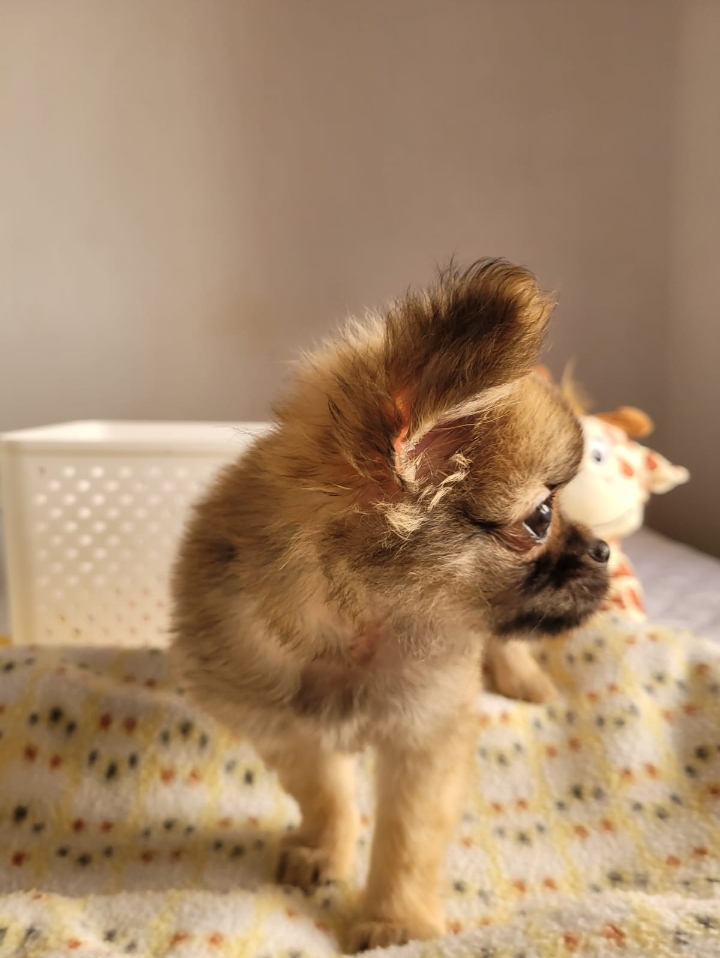 Portal Vendocão Chihuahua pelo longo  Taubaté 