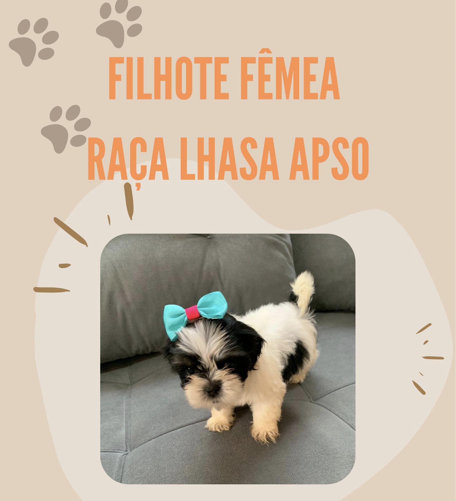 Portal Vendocão Cachorro RACA LHASA APSO Manaus